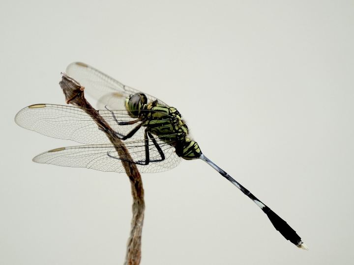 dragonfly