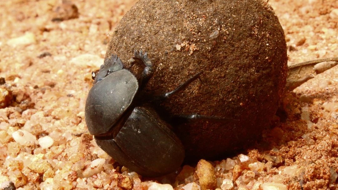 Dung beetle