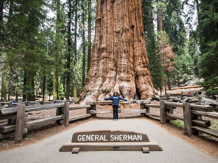 General sherman