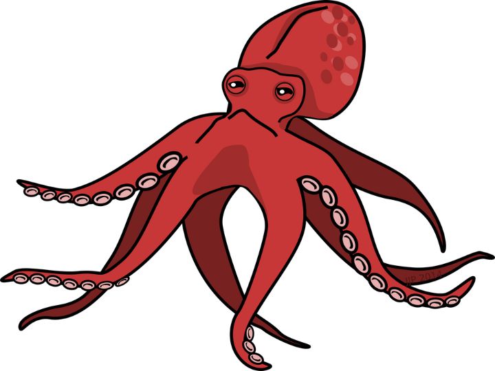 octopus