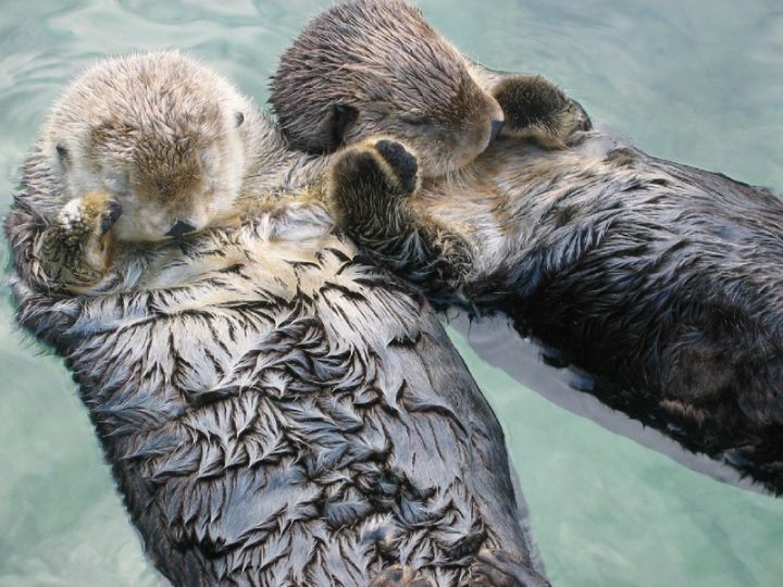 Sea otter