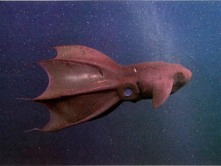 Vampire squid