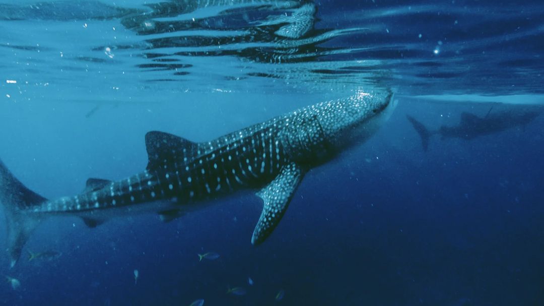 Whale shark