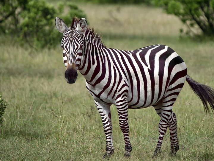 zebra